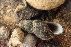 Juga plicifera