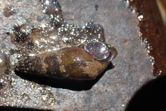 Juga plicifera