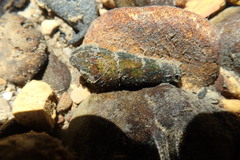 Juga plicifera