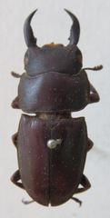 Telodorcus