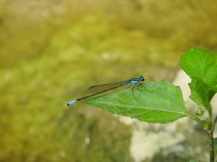 Acanthagrion quadratum