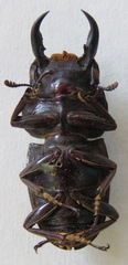 Telodorcus
