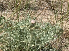 Cirsium pitcheri