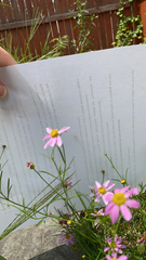 Cosmos parviflorus
