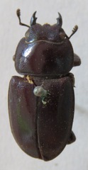 Telodorcus