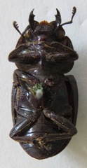 Telodorcus
