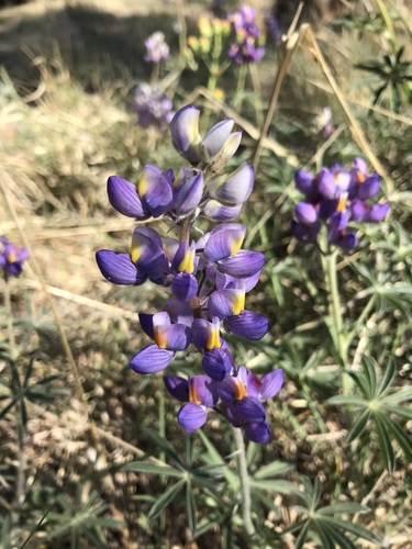 Lemmon's lupine (Lupinus lemmonii)