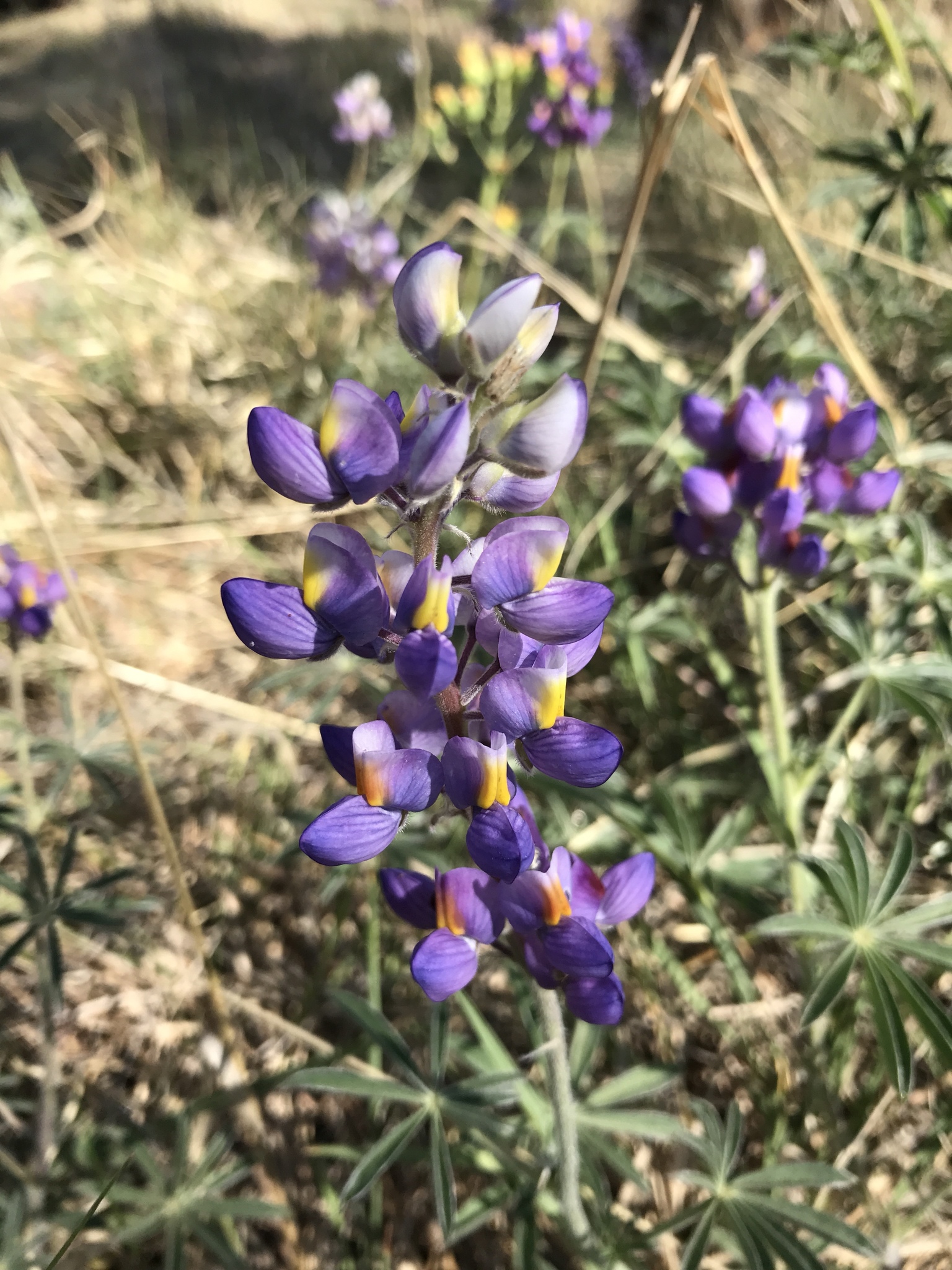 Lupinus lemmonii · iNaturalist