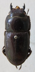 Telodorcus