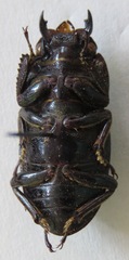 Telodorcus