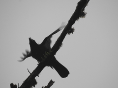 Cephalopterus ornatus