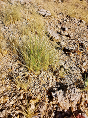 Dasyochloa pulchella