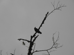 Cephalopterus ornatus