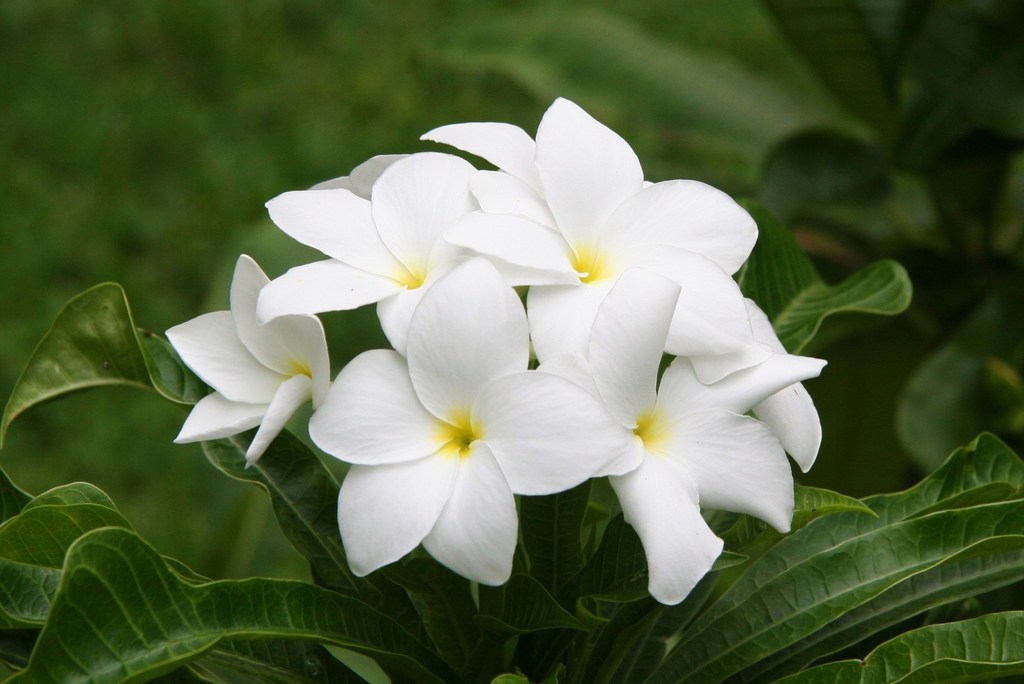 Plumeria pudica — an easy houseplant, prefers full sun light
