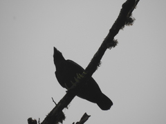 Cephalopterus ornatus