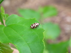 Omophoita magniguttis
