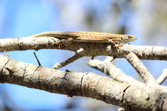 Podarcis siculus