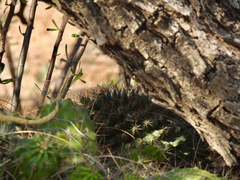 Mammillaria grusonii