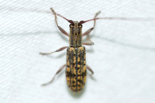 Small Mulberry Borer photo 4