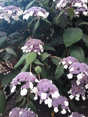 Hydrangeaceae