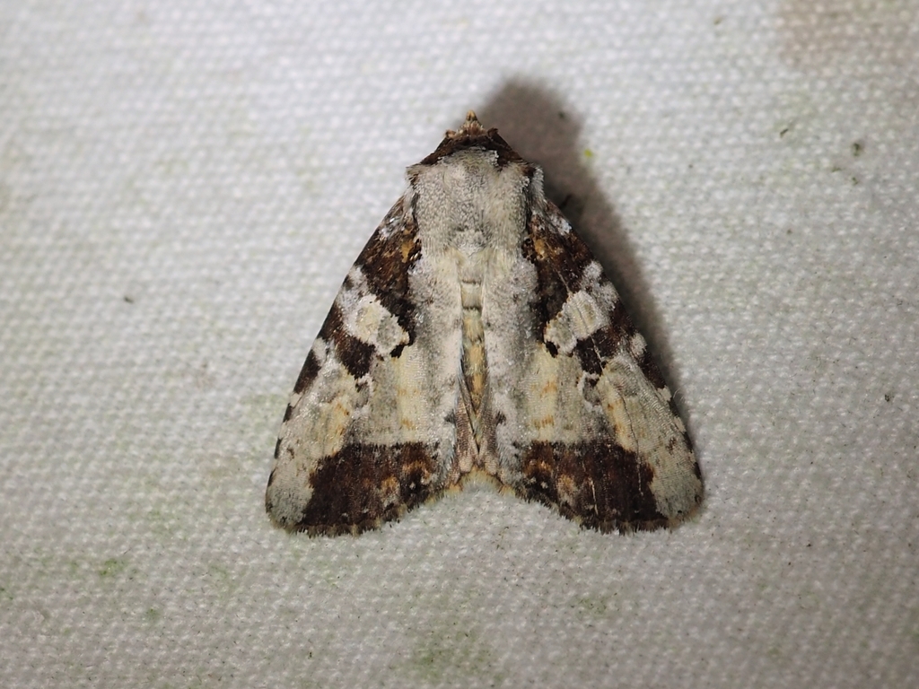 Condica hippia