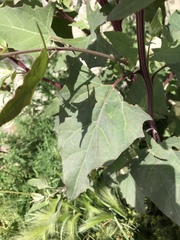 Atriplex hortensis