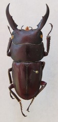 Dorcus ternatensis