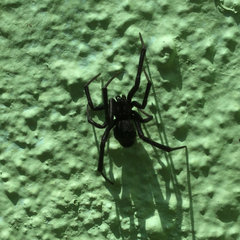Latrodectus hesperus