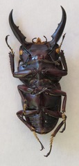 Dorcus ternatensis