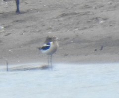 Recurvirostra americana