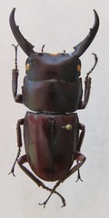Dorcus ternatensis