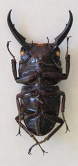 Dorcus ternatensis