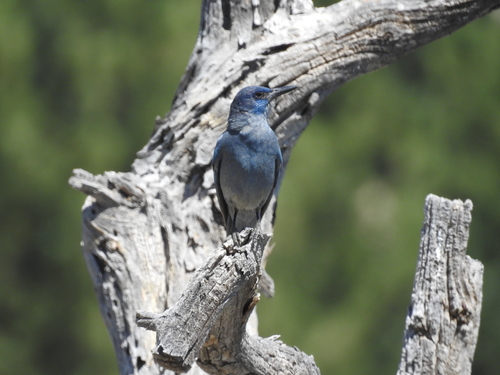 Pinyon Jay