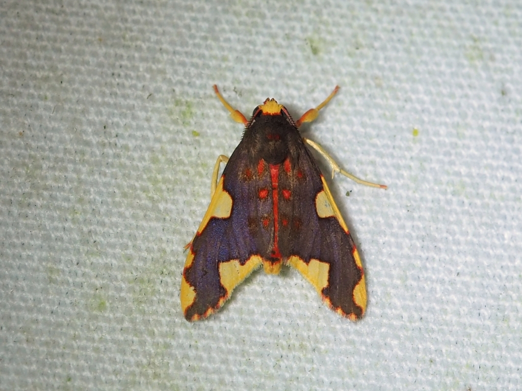 Trichromia