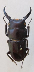 Dorcus ternatensis
