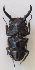 Dorcus ternatensis