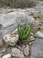 Agave albomarginata
