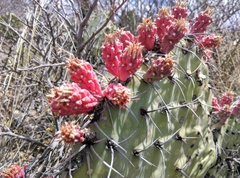 Opuntia stenopetala