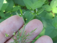 Trepocarpus aethusae