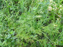 Trepocarpus aethusae