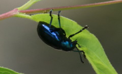 Chrysochus cobaltinus