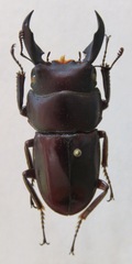 Dorcus ternatensis