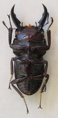 Dorcus ternatensis