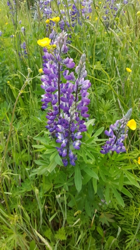 Nootka Lupine