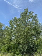 Populus deltoides deltoides