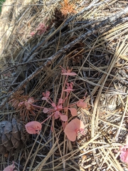 Claytonia rubra