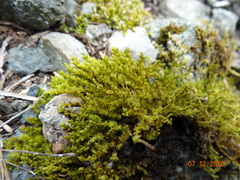 Racomitrium ericoides