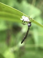 Leptogaster
