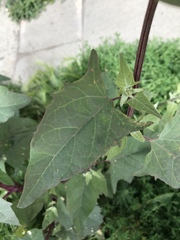 Atriplex hortensis