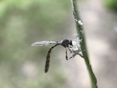 Leptogaster
